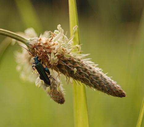 coleottero blu acceso: Oedemera nobilis